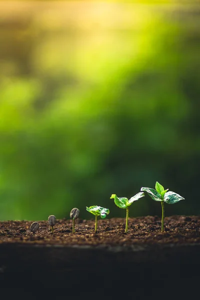 Crește Boabe Cafea Plantați Arborele Cafea Îngrijirea Mâinilor Udarea Copacilor — Fotografie, imagine de stoc