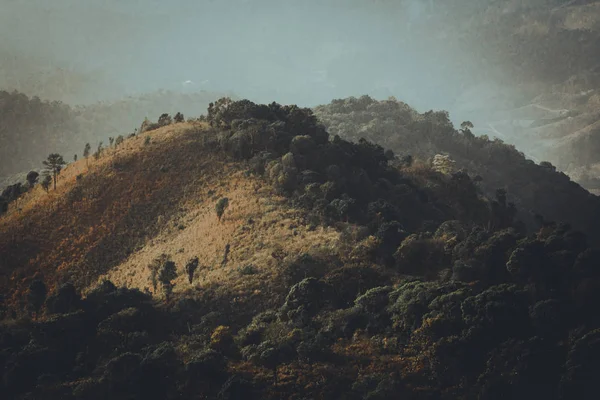 Mountains and nature In the evening Golden forest color Forests in South Asia