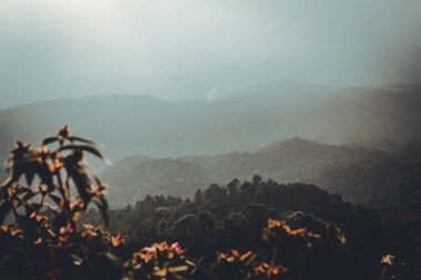 Dağlar ve akşam altın orman renk doğada ormanlar Güney Asya'da