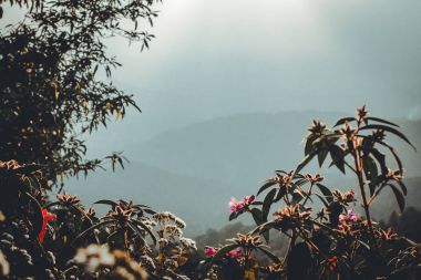 Dağlar ve akşam altın orman renk doğada ormanlar Güney Asya'da