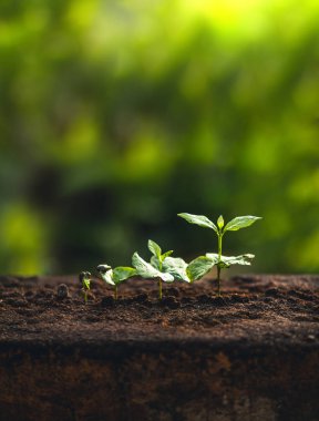 Kahve fidan doğada bitki