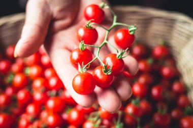 Sepet domates el Güney Asya içinde kiraz domates