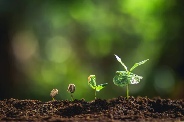 种植咖啡豆浇灌树苗自然光 — 图库照片