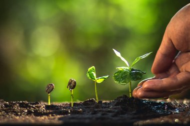 Kahve çekirdekleri sulama fidan doğal ışık büyüyen 