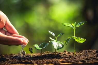 Kahve çekirdekleri sulama fidan doğal ışık büyüyen 