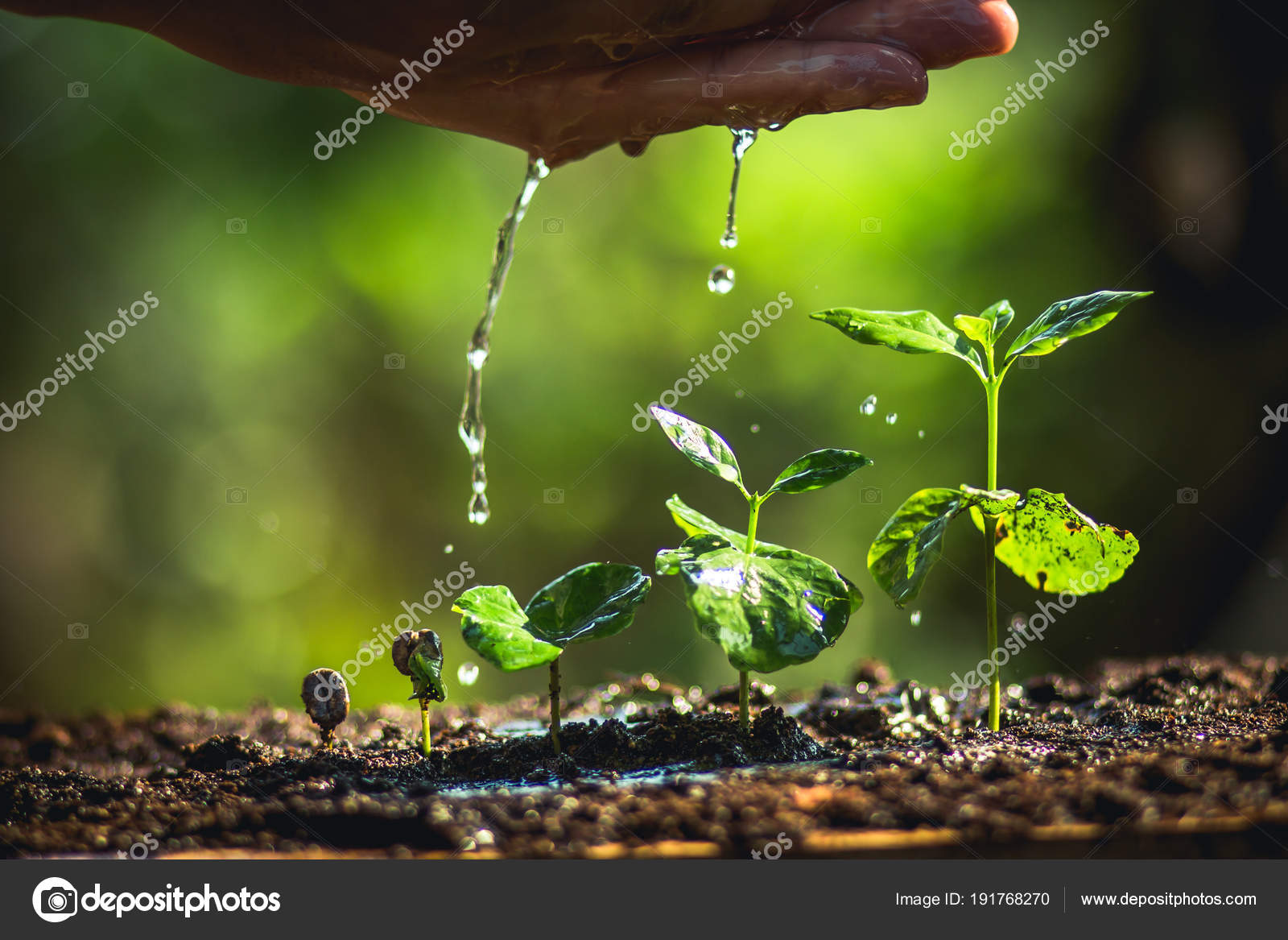 Growing Coffee Beans Watering Rain Sapling Natural Light Background