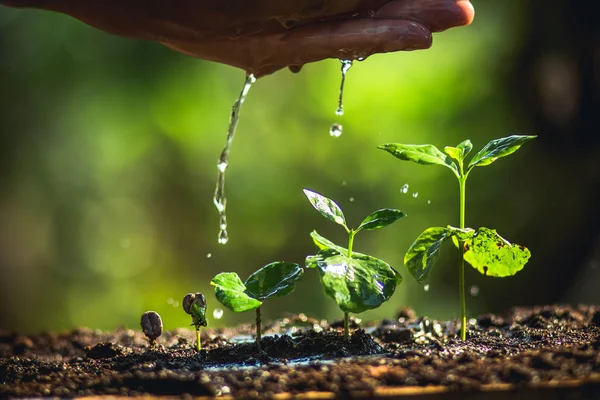 Büyüyen kahve çekirdekleri sulama ve yağmur fidan doğal ışık ve arka plan