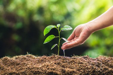 Meyve ağaçları büyüme tutku Ekim ve sulama doğa ışık ve arka plan el