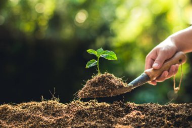 Meyve ağaçları büyüme tutku Ekim ve sulama doğa ışık ve arka plan el