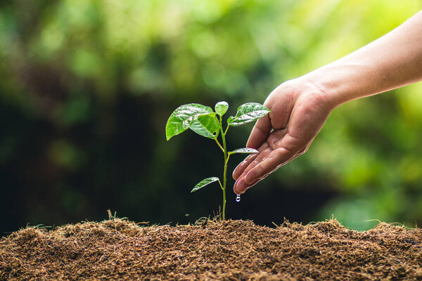 Planting trees growth passion fruit and hand Watering in nature Light and background