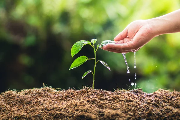 Meyve ağaçları büyüme tutku Ekim ve sulama doğa ışık ve arka plan el
