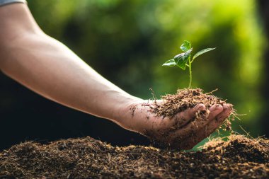 Meyve ağaçları büyüme tutku Ekim ve sulama doğa ışık ve arka plan el