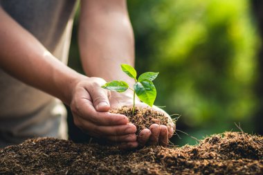 Meyve ağaçları büyüme tutku Ekim ve sulama doğa ışık ve arka plan el