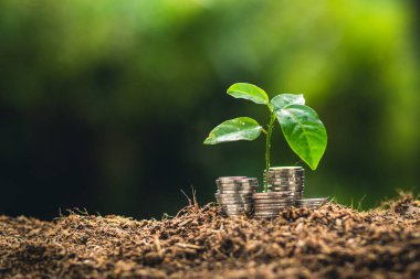 Meyve ağaçları büyüme tutku Ekim ve sulama doğa ışık ve arka plan el