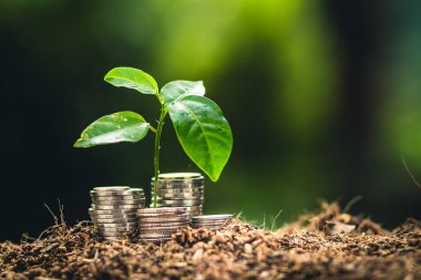 Meyve ağaçları büyüme tutku Ekim ve sulama doğa ışık ve arka plan el