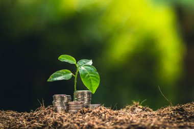 Meyve ağaçları büyüme tutku Ekim ve sulama doğa ışık ve arka plan el