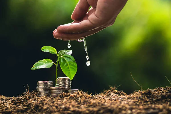 Pflanzen Von Bäumen Wachstum Passionsfrucht Und Handbewässerung Der Natur Licht — Stockfoto