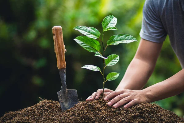 Grow Passion Fruit Plant Tree Nature — Stok Foto