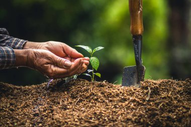 Bir ağaç Passion fruit güçlü fidan dikmek, kavram dikim genç ağaç tarafından eski el toprak olarak bakım ve kaydetmek istiyorsunuz