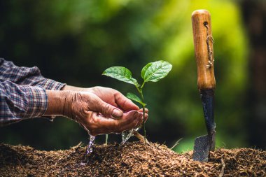Bir ağaç Passion fruit güçlü fidan dikmek, kavram dikim genç ağaç tarafından eski el toprak olarak bakım ve kaydetmek istiyorsunuz