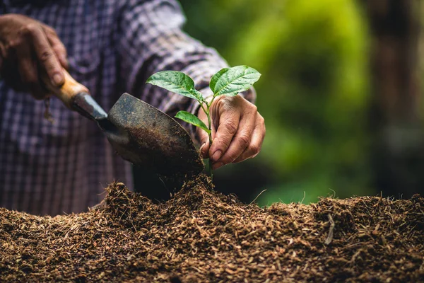 Plant a tree Passion fruit Strong seedlings,Planting young tree by old hand on soil as care and save wold concept