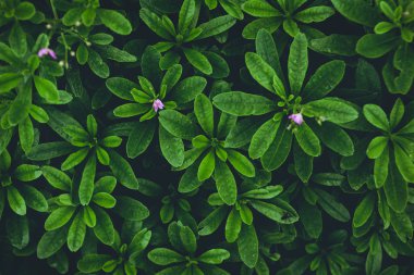 Yeşil yaprakları arka planda yağmur mevsimi