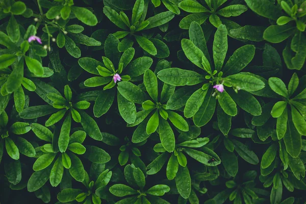 Groene Bladeren Achtergrond Het Regenseizoen — Stockfoto