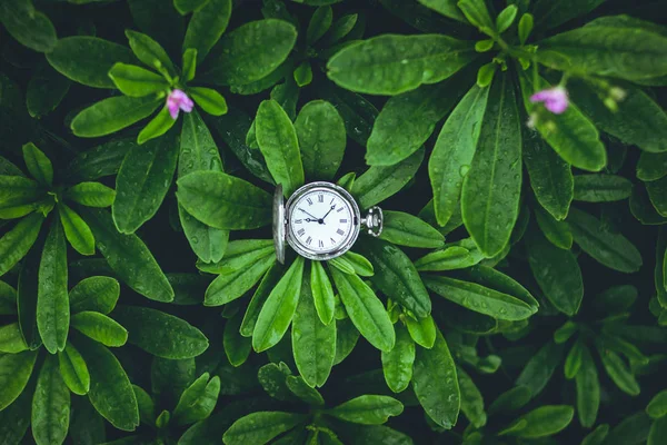 Zelené Listy Pozadí Období Dešťů Čas Staré Stříbrné Kapesní — Stock fotografie