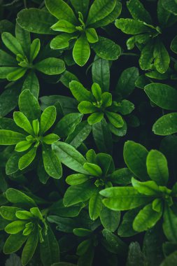 Yaprak yeşil arka plan yenileme içinde yağmur mevsimi