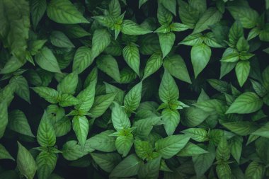 Yaprak yeşil arka plan yenileme içinde yağmur mevsimi