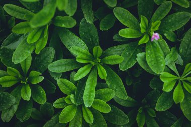 Yaprak yeşil arka plan yenileme içinde yağmur mevsimi