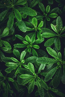 Yaprak yeşil arka plan yenileme içinde yağmur mevsimi