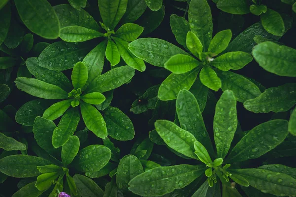 Yaprak yeşil arka plan yenileme içinde yağmur mevsimi