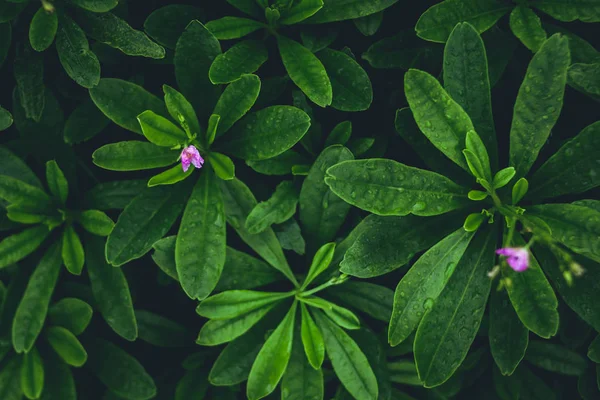 Green leaf background Refreshing In the rainy season