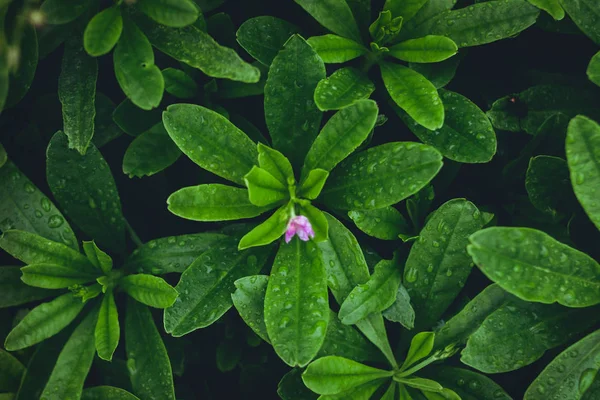 雨季绿叶背景清爽 — 图库照片