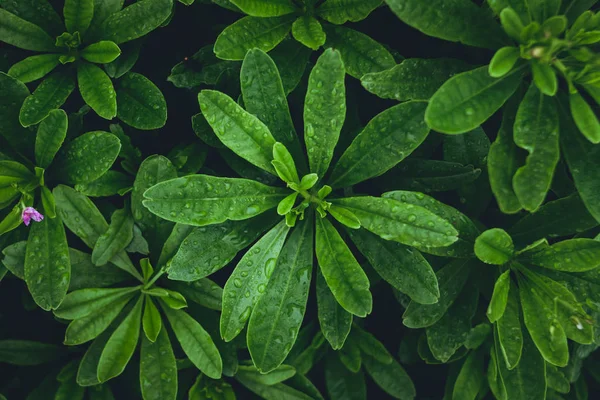 雨季绿叶背景清爽 — 图库照片