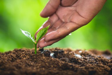 Ağaç büyüme üç adımları içinde doğa ve çok güzel bir sabah aydınlatma