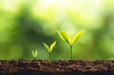 Bir ağaç genç el Grow bitki ve bakım doğa ve güzel ağaçlara sabah aydınlatma
