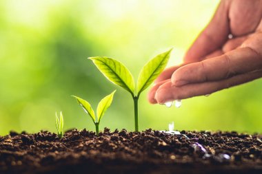 Bir ağaç genç el Grow bitki ve bakım doğa ve güzel ağaçlara sabah aydınlatma