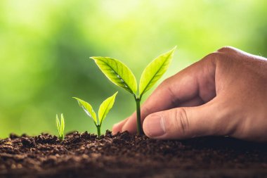 Bir ağaç genç el Grow bitki ve bakım doğa ve güzel ağaçlara sabah aydınlatma