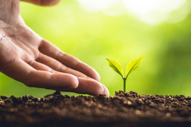 Bir ağaç genç el Grow bitki ve bakım doğa ve güzel ağaçlara sabah aydınlatma