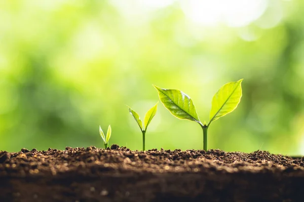 Pflanzen Sie Einen Baum Junge Hand Wachsen Und Pflege Der — Stockfoto