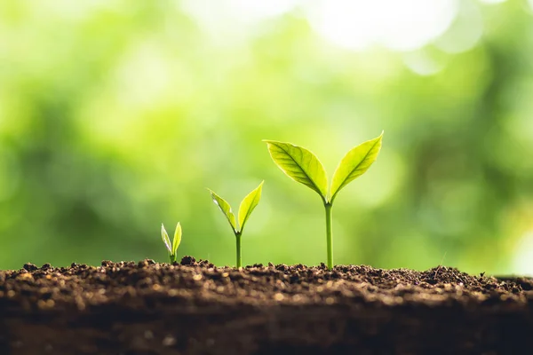 Pflanzen Sie Einen Baum Junge Hand Wachsen Und Pflege Der — Stockfoto