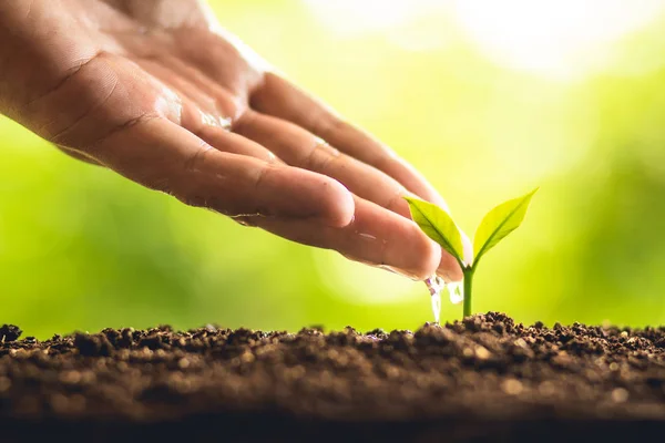 Plant a tree young hand Grow and care for the trees In nature And beautiful morning lighting