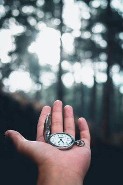 Orman sabah çam ağaçları siste 