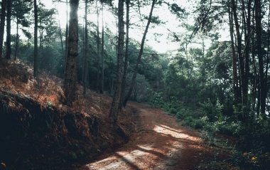 Orman sabah çam ağaçları siste 