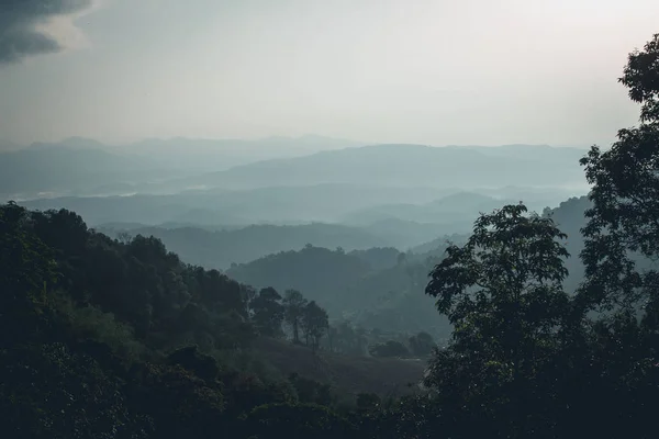 Nevoeiro Floresta Manhã Pinheiro — Fotografia de Stock