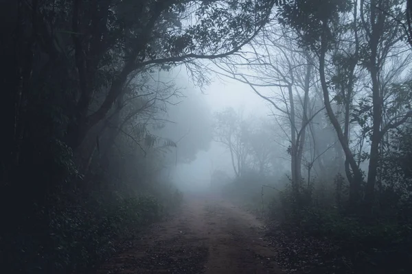Brouillard Dans Forêt Matin Pins — Photo