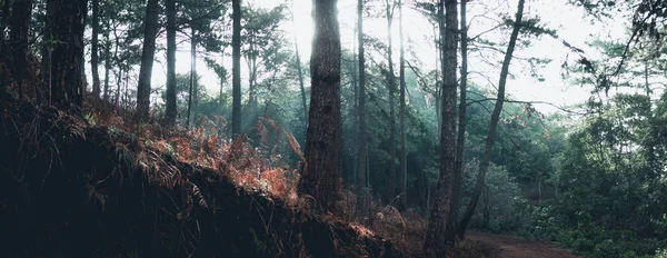 Nebbia Nella Foresta Mattina Pini — Foto Stock