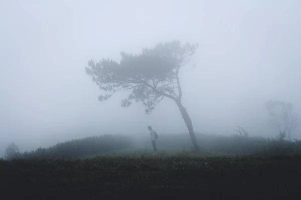 Niebla Bosque Mañana Pinos — Foto de Stock